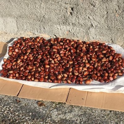 chestnut season
